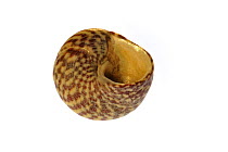 Pennant's top shell (Gibbula pennanti) shell with aperture showing, Normandy, France