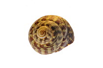 Pennant's top shell (Gibbula pennanti) shell, Normandy, France