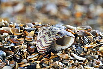 Pennant's top shell (Gibbula pennanti) with aperture showing on beach, Normandy, France
