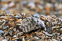 Pennant's top shell (Gibbula pennanti) shell on beach, Normandy, France