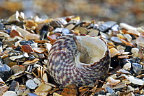 Pennant's top shell (Gibbula pennanti) with aperture showing, on beach, Normandy, France