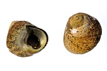 Two Pennant's top shells (Gibbula pennanti), Normandy, France