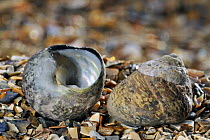 Two Pennant's top shell (Gibbula pennanti) shells on beach, Normandy, France