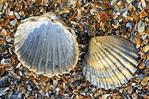 Poorly ribbed cockle (Acanthocardia paucicostata) shells separed to show the inside and the outside, Normandy, France