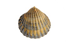 Poorly ribbed cockle (Acanthocardia paucicostata) shell, Normandy, France