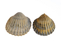 Two poorly ribbed cockle (Acanthocardia paucicostata) shells, Normandy, France