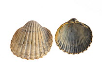 Two poorly ribbed cockle (Acanthocardia paucicostata) shells, one showing the inside, Normandy, France