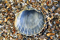 Poorly ribbed cockle (Acanthocardia paucicostata) shell on beach, Normandy, France