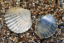 Poorly ribbed cockles (Acanthocardia paucicostata) on beach, Normandy, France