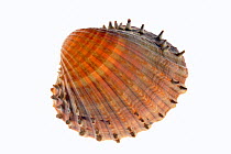 Prickly cockle (Acanthocardia echinata) shell, Mediterranean, France