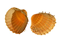Prickly cockle (Acanthocardia echinata) shells, Mediterranean, France