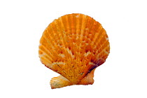 Queen scallop (Aequipecten / Chlamys opercularis) shell, Mediterranean, France