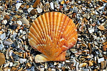 Queen scallop (Aequipecten / Chlamys opercularis) shell on beach, Mediterranean, France