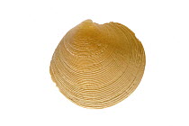 Rayed artemis (Dosinia exoleta) shell, Normandy, France