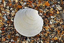 Rayed artemis (Dosinia exoleta) shell on beach, Normandy, France