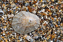 Rayed mediterranean limpet (Patella caerulea) shell on beach, Mediterranean, France