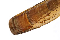 Detail of American jackknife / Razor clam (Ensis directus / americanus) shell, Normandy, France