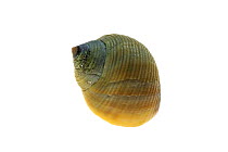 Rough periwinkle (Littorina saxatilis) shell, Belgium