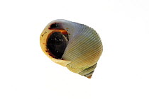 Rough periwinkle (Littorina saxatilis) showing foot inside shell, Belgium