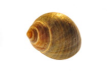 Rough periwinkle (Littorina saxatilis) shell, Normandy, France