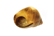 Rough periwinkle (Littorina saxatilis) shell showing aperture, Normandy, France
