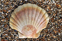 Scallop shell (Pecten jacobaeus) on beach, Normandy, France