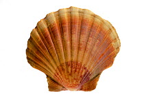 Scallop shell (Pecten jacobaeus), Normandy, France
