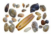 Collection of shells: Common Mussel (Mytilus edulis), Baltic tellin shell (Macoma balthica), Rayed trough shell (Mactra stultorum cinerea / Mactra corallina cinerea), Netted dog whelk (Nassarius retic...