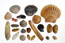 Collection of shells: Rayed trough shell (Mactra stultorum cinerea / Mactra corallina cinerea), Common oyster (Ostrea edulis), Scallop shell (Pecten jacobeus), Smooth cockle / Norway cockle (Laevicard...