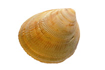 Smooth / Norway cockle (Laevicardium crassum) shell, Normandy, France