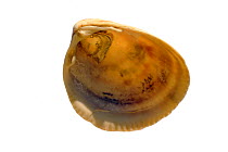 Smooth / Norway cockle (Laevicardium crassum) shell showing inside, Normandy, France