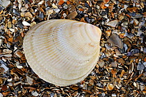 Smooth / Norway cockle (Laevicardium crassum) shell on beach, Normandy, France