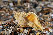 Oyster drill / Sting winkle / Hedgehog Murex (Ocenebra erinacea) shell on beach, Mediterranean, France