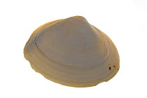 Surf clam (Spisula solida) shell, Belgium