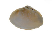Surf clam (Spisula solida) shell, inside, Belgium