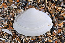 Surf clam (Spisula solida) shell on beach, Belgium