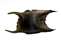 Egg case / Mermaids purse of a Thornback ray / skate (Raja clavata), Normandy, France