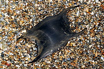 Egg case / mermaids purse of a Thornback ray / skate (Raja clavata) on beach, Normandy, France