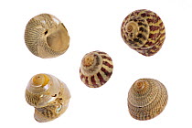 Collection of Trochidae with Pennant's top shell (Gibbula pennanti), Flat top shell (Gibbula umbilicalis) and Grey top shell (Gibbula cineraria), Normandy, France