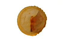 Trochita shell / Peruvian hat (Trochita trochiformis) shell showing aperture, Chile