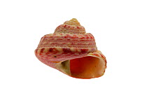 Turban top shell (Gibbula magus), Mediterranean, France
