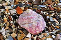 Turban top shell (Gibbula magus) on beach, Mediterranean, France