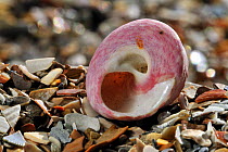 Turban top shell (Gibbula magus) on beach showing aperture, Mediterranean, France