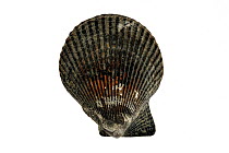 Variegated scallop (Chlamys varia / Mimachlamys varia) shell, Normandy, France