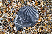 Variegated scallop (Chlamys varia / Mimachlamys varia) shell on beach, Normandy, France