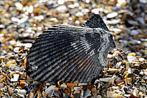 Variegated scallop (Chlamys varia / Mimachlamys varia) shell on beach, Normandy, France