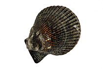 Variegated scallop (Chlamys varia / Mimachlamys varia) shell, Normandy, France