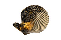 Variegated scallop (Chlamys varia / Mimachlamys varia) shells, Mediterranean, France
