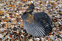 Variegated scallop (Chlamys varia / Mimachlamys varia) shell on beach, Mediterranean, France