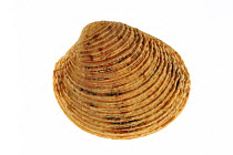 Warty venus (Venus verrucosa) shell, Mediterranean, France